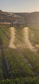 팜모닝 마늘·영농일지 게시글 이미지