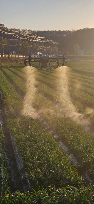 구춘봉님의 마늘 · 영농일지 작성글 사진
