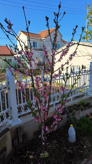 주윤발이님의 기타작물 · 영농일지 작성글 사진