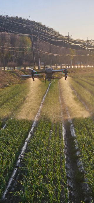 구춘봉님의 마늘 · 영농일지 작성글 사진