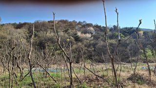 수기님의 두릅 · 영농일지 작성글 사진