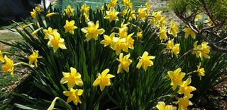 정천복님의 기타작물 · 영농일지 작성글 사진