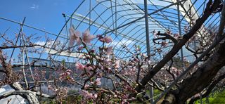 달맛햇복숭아농원님의 복숭아 · 영농일지 작성글 사진