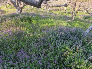 최진일님의 감 · 영농일지 작성글 사진
