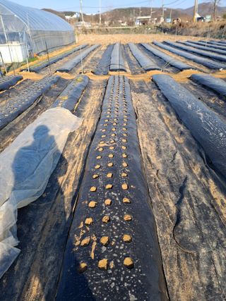 백영호님의 기타작물 · 영농일지 작성글 사진