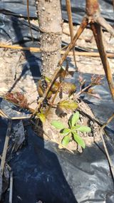 장흥 모경화 님의 작성글 사진