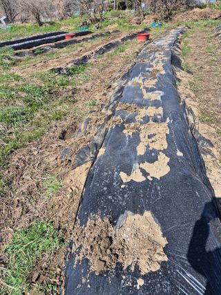 상숙님의 기타작물 · 영농일지 작성글 사진