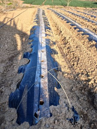 최유순님의 고추 · 영농일지 작성글 사진