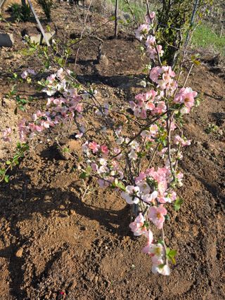 김영순님의 기타작물 · 영농일지 작성글 사진