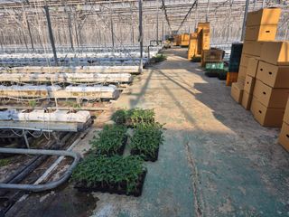 늘햇살팜 님의 기타작물 · 영농일지 작성글 사진