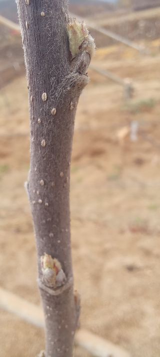 김종식님의 사과 · 영농일지 작성글 사진