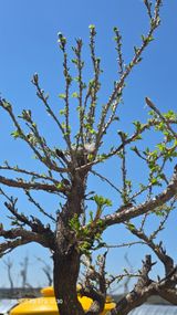 팜모닝 양파·영농일지 게시글 이미지