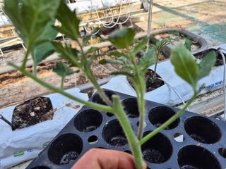 늘햇살팜 님의 기타작물 · 영농일지 작성글 사진