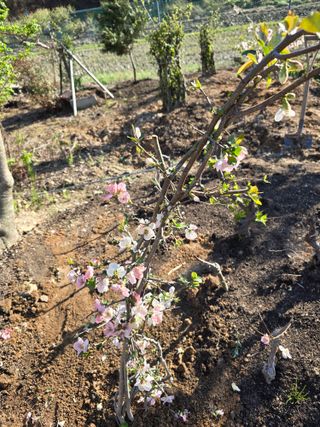 김영순님의 기타작물 · 영농일지 작성글 사진
