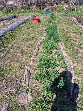 상숙님의 기타작물 · 영농일지 작성글 사진