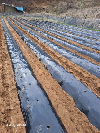 조연만님의 포도 · 영농일지 작성글 사진