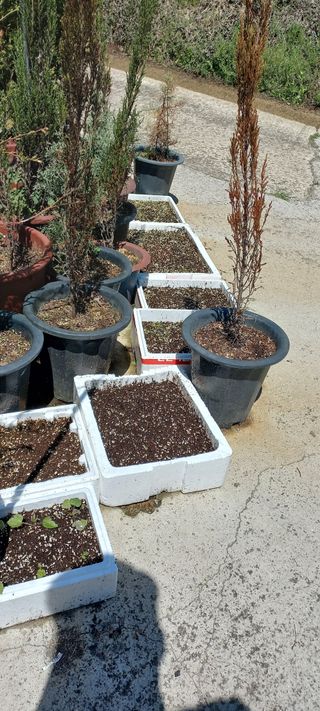 정석채님의 두릅 · 영농일지 작성글 사진