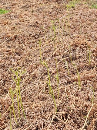 황미순님의 기타작물 · 영농일지 작성글 사진