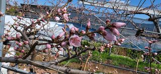 달맛햇복숭아농원님의 복숭아 · 영농일지 작성글 사진