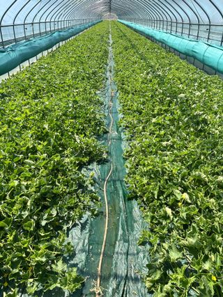 유호진님의 기타작물 · 영농일지 작성글 사진