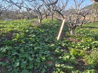 최진일님의 감 · 영농일지 작성글 사진