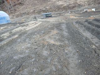 김홍중님의 두릅 · 영농일지 작성글 사진