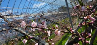 달맛햇복숭아농원님의 복숭아 · 영농일지 작성글 사진