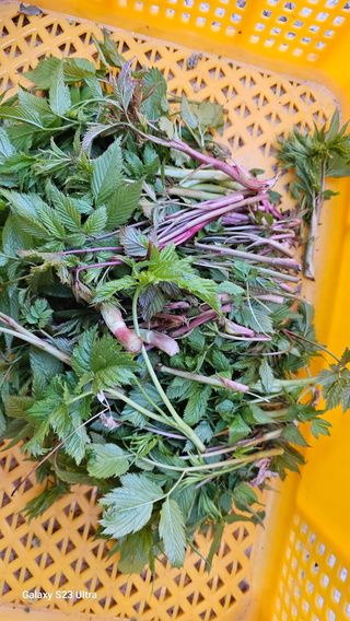 염봉섭님의 기타작물 · 영농일지 작성글 사진