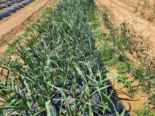 노복우님의 고추 · 영농일지 작성글 사진