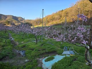 노아님의 복숭아 · 자유게시판 작성글 사진