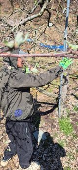 팜모닝 사과·영농일지 게시글 이미지