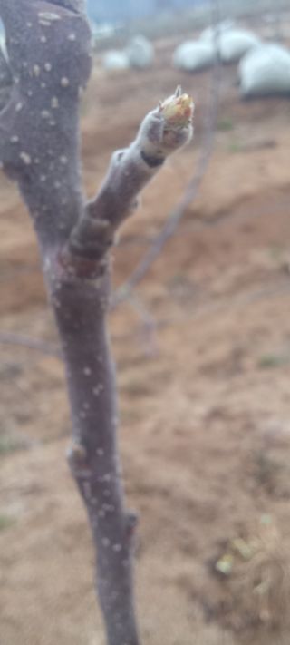 김종식님의 사과 · 영농일지 작성글 사진