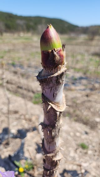 장흥 모경화 님의 기타작물 · 영농일지 작성글 사진