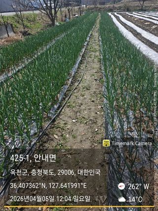 찔레골 양봉 농원님의 마늘 · 영농일지 작성글 사진