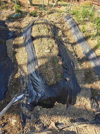 진전님의 기타작물 · 영농일지 작성글 사진