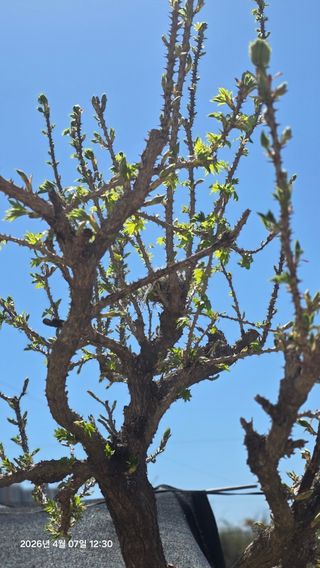 박용열조물주님 님의 양파 · 영농일지 작성글 사진