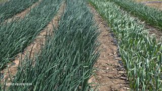 박용열조물주님 님의 양파 · 영농일지 작성글 사진