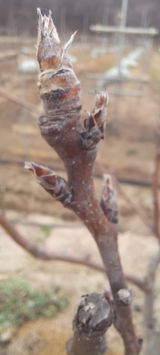 팜모닝 기타작물·영농일지 게시글 이미지