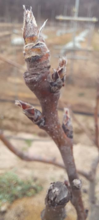 김종식님의 기타작물 · 영농일지 작성글 사진