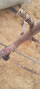 팜모닝 사과·영농일지 게시글 이미지