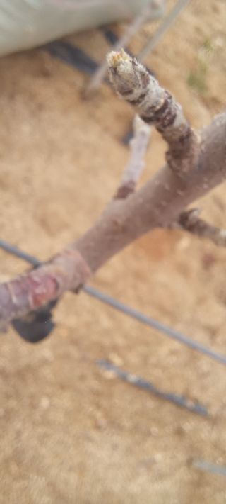 김종식님의 사과 · 영농일지 작성글 사진