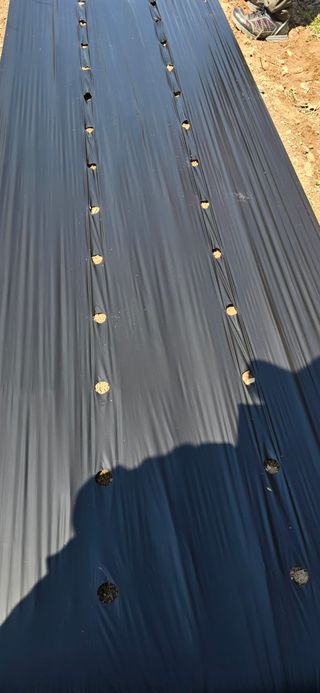 돌복숭아님의 기타작물 · 영농일지 작성글 사진