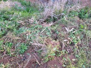 이용찬 열매마농원님의 기타작물 · 영농일지 작성글 사진