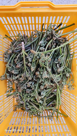 염봉섭님의 기타작물 · 영농일지 작성글 사진