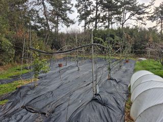 최구현님의 고추 · 영농일지 작성글 사진