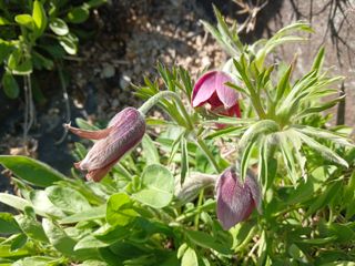 김홍중님의 두릅 · 영농일지 작성글 사진