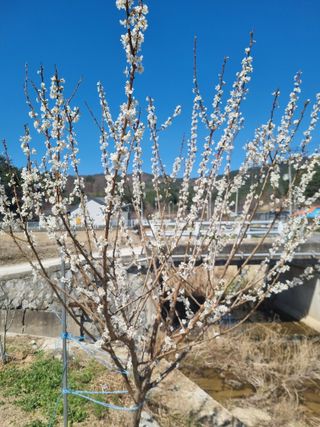 참깨16081님의 기타작물 · 영농일지 작성글 사진