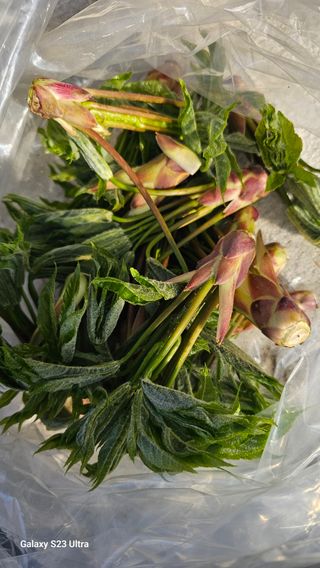 염봉섭님의 기타작물 · 영농일지 작성글 사진