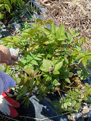 강지현님의 기타작물 · 영농일지 작성글 사진