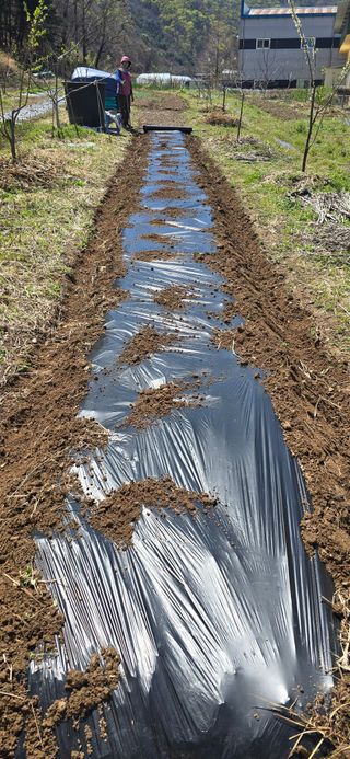 돌복숭아님의 기타작물 · 영농일지 작성글 사진